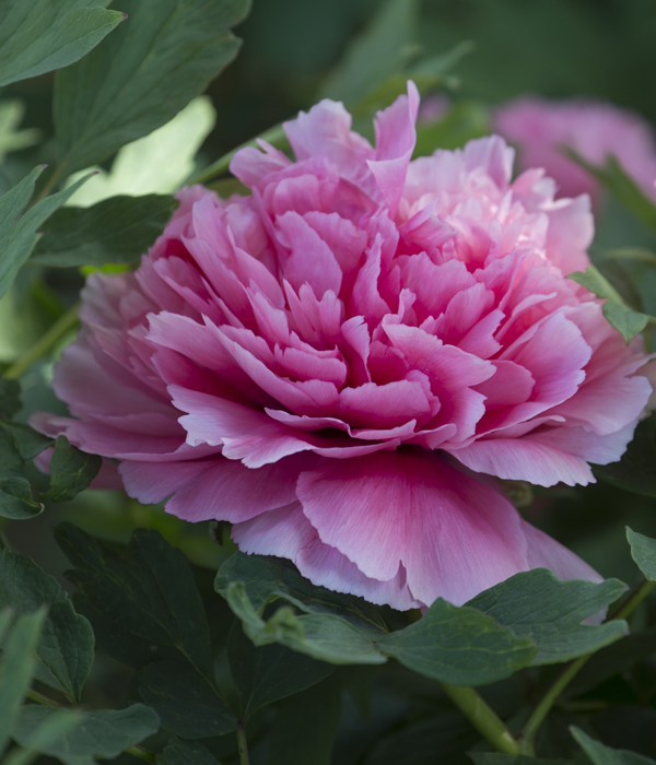 Tree peony - Coral throne (Shan Hu Tai) | Centro Botanico Moutan